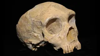 Late Neanderthals Were Genetically Diverse, Challenging Inbreeding Doom Theory