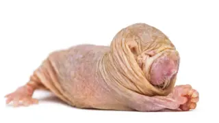One Queen's Odor Regulates Reproduction in Naked Mole Rats