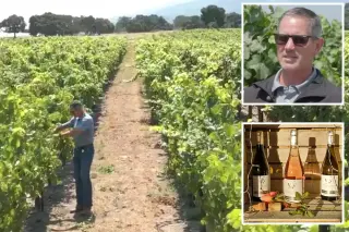 California wine sector collapses as vineyard burnings and land sales surge