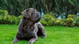 David the Cane Corso Turns Target Run Into Hug-Fest At Checkout