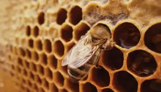 Royal cradle: bespoke queen-cell wax shapes honeybee destiny