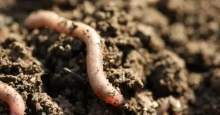 A 30-year-old ribbon worm in a Virginia lab tank rewrites the record for nemertean longevity
