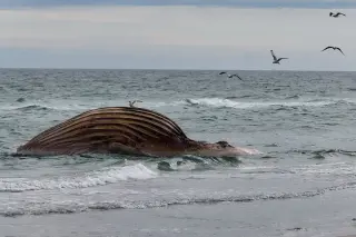 Timmy the Whale's Grim Beached Odyssey and a German Livestream