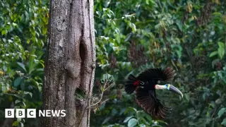 Brazil Amazon Deforestation Hits Record Low Ahead of October 25 Election