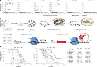 Arm-level CNAs reveal hidden breast cancer drivers via CRISPR screens