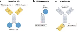 Engineered biologics win FDA nod, opening doors across the blood–brain barrier