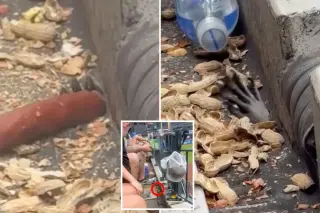 Raccoon Heist at Citi Field: Paw Snags Peanuts and a Hot Dog