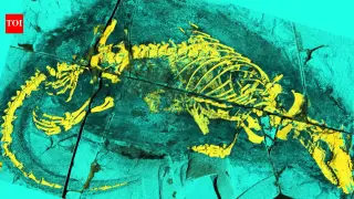 Jurassic Fossil Reveals Ancient Origins of Mammalian Swallowing and Swimming