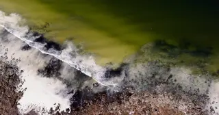 The Phantom Bloom Threatening South Australia’s Coast