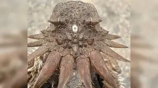 Ancient Median Eye Rewrites the Origin Story of Human Vision