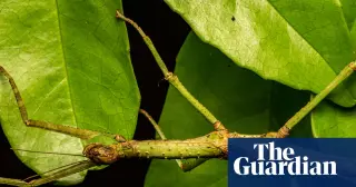 Australian researchers reveal five distinct stick insect species hidden within two known names