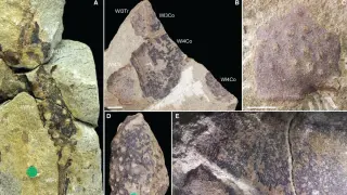 Britain’s 400-million-year giant reclassified as a Devonian scorpion apex predator