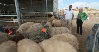 Sheep Farms and Armed Outposts: The Escalating Dispossession of West Bank Palestinians