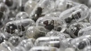 Kenya jails Chinese national for smuggling 2,200 live ants