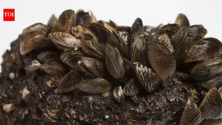 CO2-Soaked Lake Mats Trigger Rapid Zebra Mussel Die-Off in Michigan