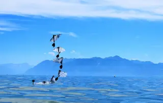 MIT Unveils Puffin-Inspired Robot That Flies and Dives to Explore Oceans
