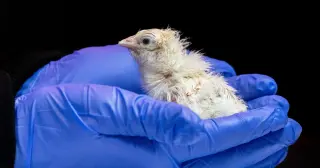 Chicks from artificial eggshell spark moa revival hopes and ethical debates