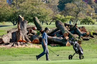 Judge Reyes orders halt to East Potomac tree removal, citing Trump-driven urgency