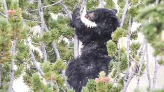 Yellowstone Black Bear Outclimbs Grizzlies for Whitebark Pine Nuts
