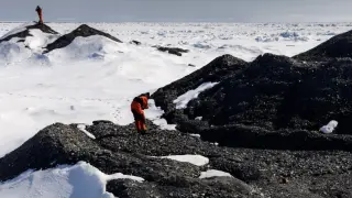 Arctic Icebergs Seed Hidden Coral Gardens on the Seafloor