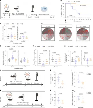 Tibial Compression Boosts Brain Recovery via Osteocyte Signaling