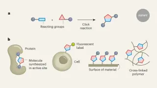 Twenty-five years of click chemistry: a simple reaction that reshaped science