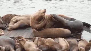 Gigantic Pier 39 celebrity sea lion steals the show