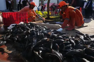 Jakarta launches mass removal of invasive janitor fish from the capital's waterways