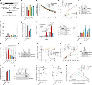ac4C mRNA Modification Delivers Higher Protein Output With Maintained Fidelity