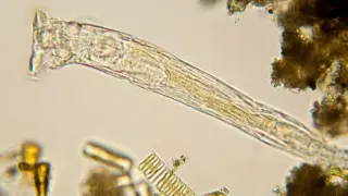 Ancient Arctic Rotifer Brought Back to Life and Reproduces, After 24,000 Years