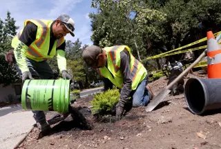 California Bans Ornamental Turf in Phased Statewide Rollout