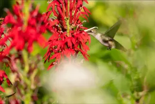 Red Blooms Signal Hummingbird Arrival: An AI-Powered Look at Plant-Pollinator Timing