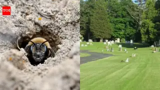 Underground Haven: 5.5 Million Mining Bees Nest Beneath an Ithaca Cemetery
