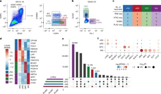 3D Epigenome Maps Glial Lineages to Decode Human Cortical Development