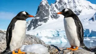 New Gentoo Penguin Species Discovered, Doubling Genetic Diversity of the Clade