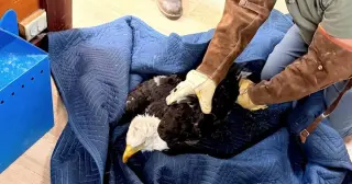 Grounded Big Bear bald eagle rescued, fans say it’s Jackie from the nest cam