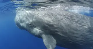 Non-Kin, Multi-Generational Help at a Sperm Whale Birth Off Dominica