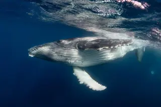 Age-Defying Giants: The 10 Longest-Living Creatures