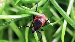 Powassan virus spreads rapidly in US with record case count