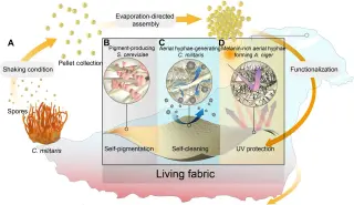 Fungi-Grown Textiles Hint at Self-Healing Garments