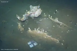 Decades-long look at a deep-sea whale fall uncovers prolonged bone degradation by bacteria