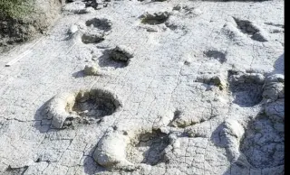 Giant Sauropod Footprints Rewrite Early Cretaceous Asia