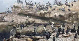 La Jolla Sea Lion Kick Plea: 18-Year-Old Faces Up to $100K Fine