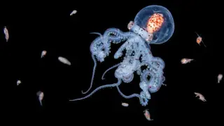 Night dives reveal the deep-sea ballet of tiny creatures