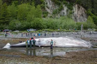 Alaska whale death prompts bid to slow cruise ships in hotspots