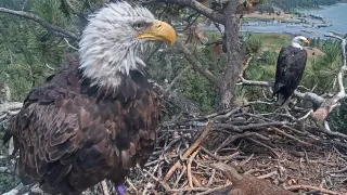 KD1 Sparks a New Chapter for Shadow in Big Bear Eagle Nest