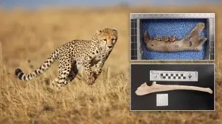 Ancient Wyoming Big-Cat DNA Offers Clues for Modern Conservation