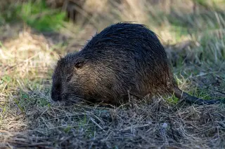 Second beaver bite spurs closures and rabies testing at Cunningham Falls