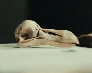 Dodo skulls reveal sharper senses and dusk foraging
