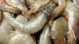 Seafood Virus CMNV Linked to Emerging Human Eye Disease